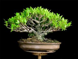 Si Bông “ Hàng Sạch Sẽ Chất Lượng “