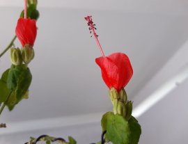 Bụt Ớt rộ hoa...
