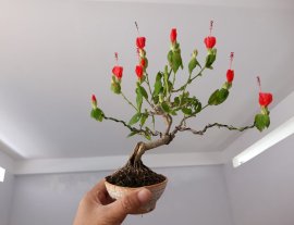 Bụt Ớt rộ hoa...