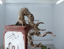 Linh Sam sông Hinh zin...