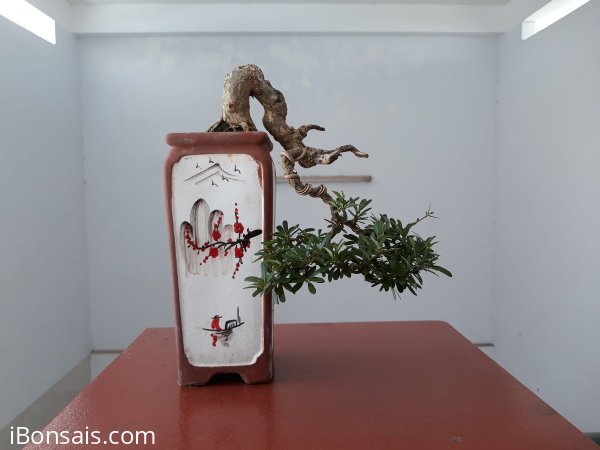 Linh Sam sông Hinh zin...
