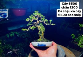 GL ae cây sam hương indo