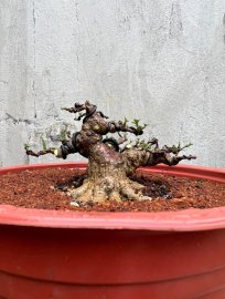 Mai chiếu thủy da đen lá lớn!!!