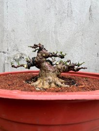 Mai chiếu thủy da đen lá lớn!!!