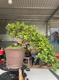 Hải châu tàn rin đổ