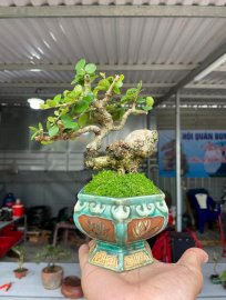 Hải châu