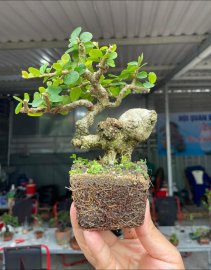 Hải châu