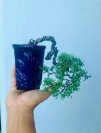 Giao lưu ae cây tùng nhật