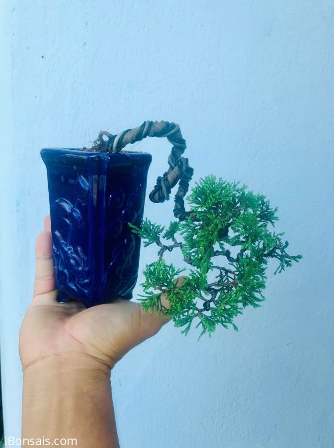 Giao lưu ae cây tùng nhật