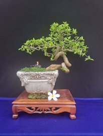 Giao lưu cây sori ( cây ăn trái) siêu quái 