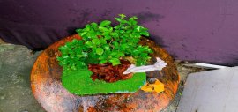Sam Ngọc bonsai #1tr500k
