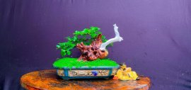 Sam Ngọc bonsai #1tr500k
