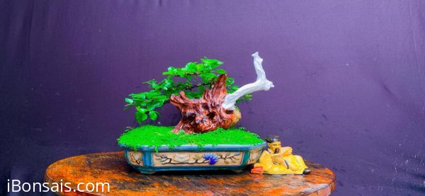 Sam Ngọc bonsai #1tr500k