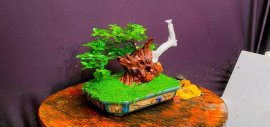 Sam Ngọc bonsai #1tr500k
