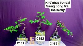 BONSAI đẹp mà còn rẻ ❤️
