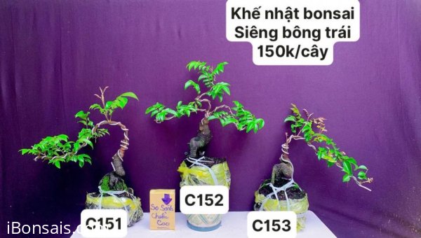 BONSAI đẹp mà còn rẻ ❤️