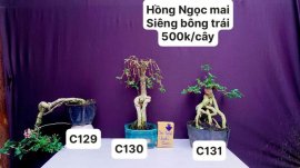 BONSAI đẹp mà còn rẻ ❤️