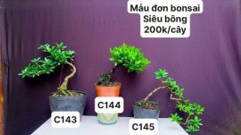 BONSAI đẹp mà còn rẻ ❤️