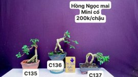 BONSAI đẹp mà còn rẻ ❤️