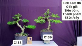 BONSAI đẹp mà còn rẻ ❤️