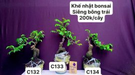 BONSAI đẹp mà còn rẻ ❤️