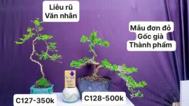 BONSAI đẹp mà còn rẻ ❤️