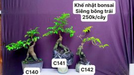 BONSAI đẹp mà còn rẻ ❤️
