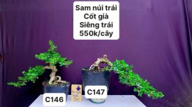 BONSAI đẹp mà còn rẻ ❤️