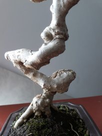 Mai Chiếu Thủy lá lớn mini...
