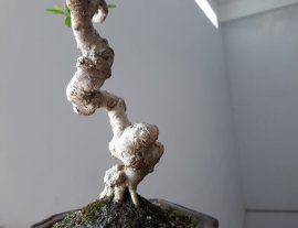 Mai Chiếu Thủy lá lớn mini...