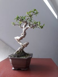 Mai Chiếu Thủy lá lớn mini...