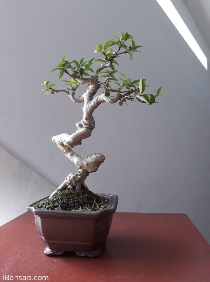 Mai Chiếu Thủy lá lớn mini...