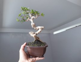 Mai Chiếu Thủy lá lớn mini...