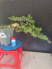 Linh sam siêu hoa rất đẹp