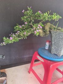 Linh sam siêu hoa rất đẹp