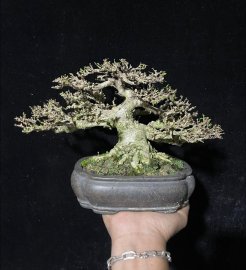 Mai chiếu thủy lá trung cầm tay