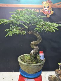 Me già lắc thân đã gỡ kẽm, cây rin
