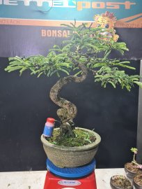 Me già lắc thân đã gỡ kẽm, cây rin