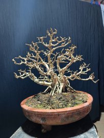 Sam hoa