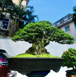 Tác phẩm mai chiếu thuỷ