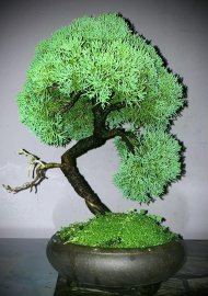Tùng shimpaku