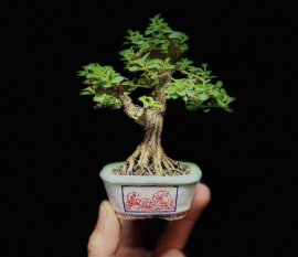Sam hương mini