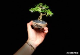 Mai chiếu thuỷ mini
