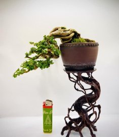 Sam hương indo