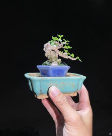 Siêu mini lá lớn