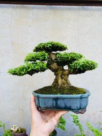 Lối đánh kiểng xưa