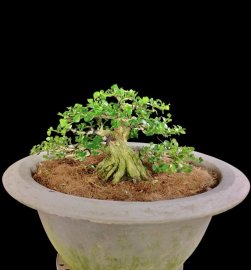 Phôi nguyệt 15cm góp vui cùng các anh