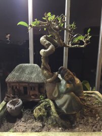 Lý bạch say rượu ôm gốc sanh ngủ
