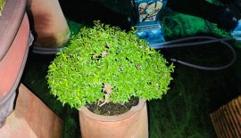 Mai chiếu thủy