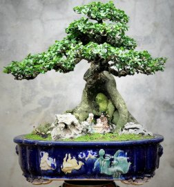 Cây Duối